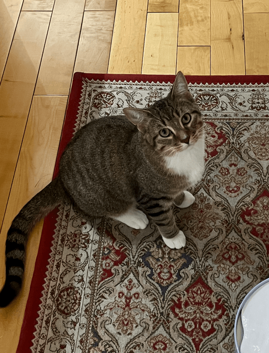 Anise - Domestic Short Hair cat available for adoption at Pawsitive Match in Calgary