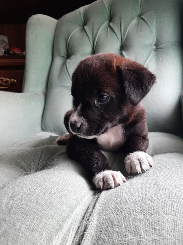 Riot - Mixed Breed available for adoption