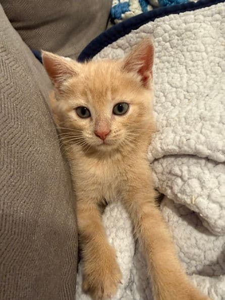 Bubblegum - Domestic Short Hair available for adoption