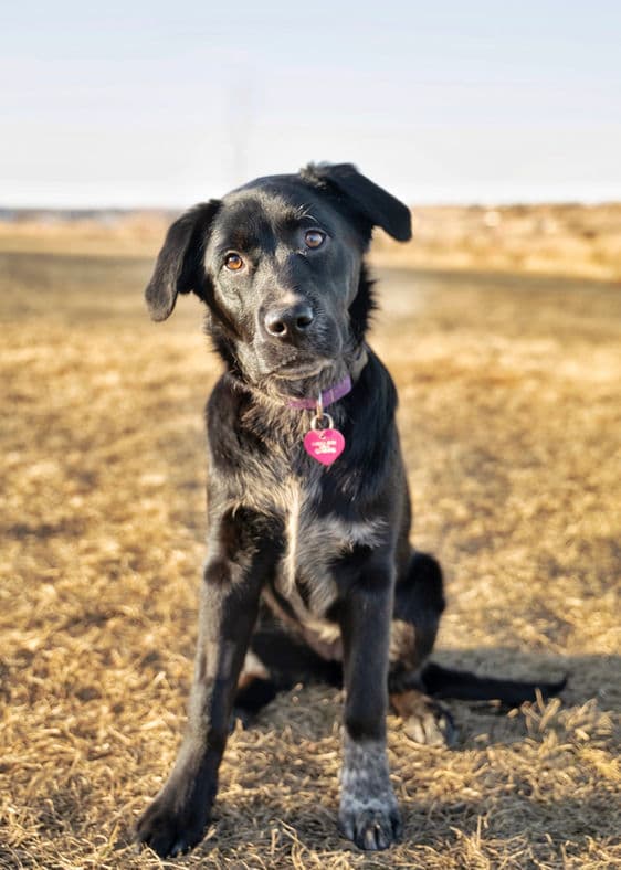 White Paw - Australian Cattle X available for adoption at Pawsitive Match in Calgary