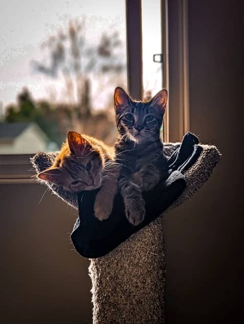 Jake and Doc - Domestic Medium/Long Hair cat available for adoption at Pawsitive Match in Calgary