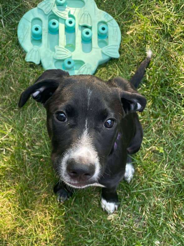 Flash - Lab X available for adoption