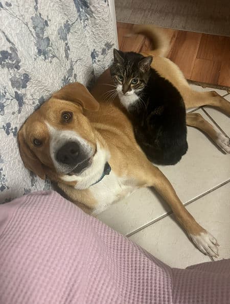 Bilbo - Lab X available for adoption in Calgary