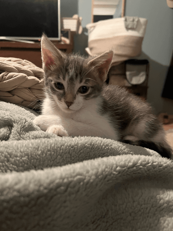 McCracken - Domestic Short Hair cat available for adoption at Pawsitive Match in Calgary