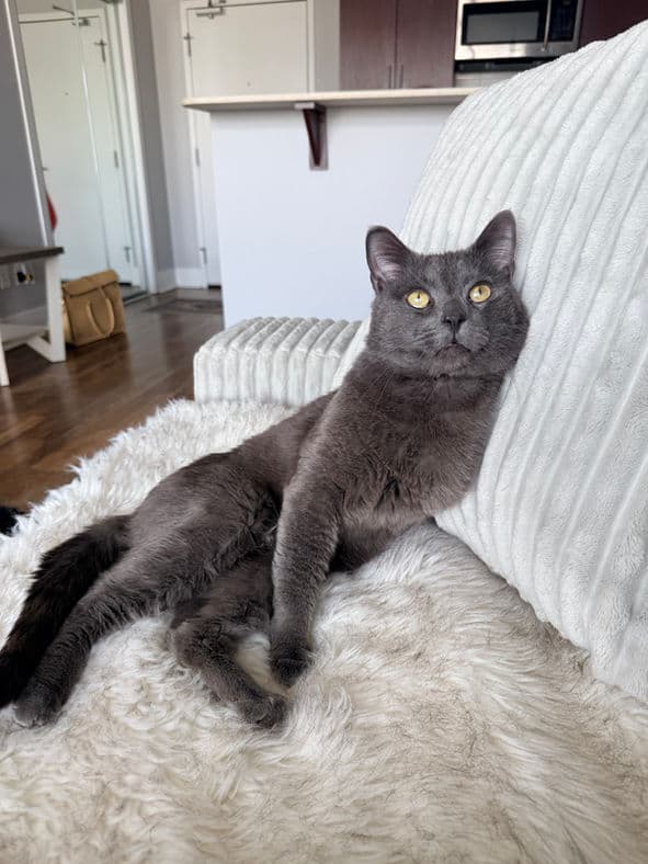 Tarragon - Domestic Short Hair cat available for adoption at Pawsitive Match in Calgary