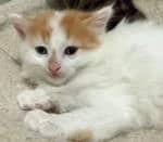 Pawn - Domestic Short Hair cat available for adoption at Pawsitive Match in Calgary