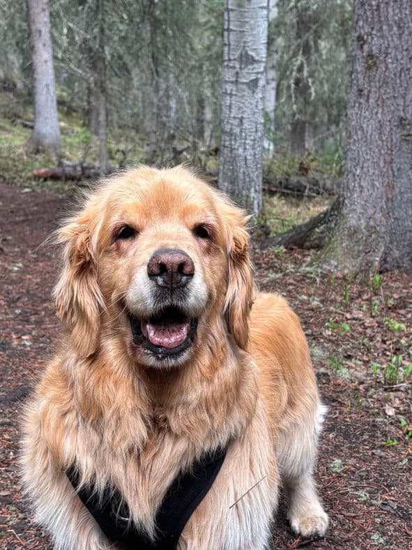 Isabella - Lab X available for adoption at Pawsitive Match in Calgary