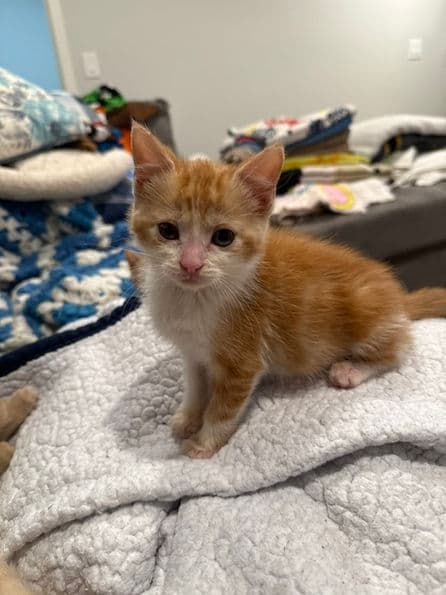 Creamsicle - Domestic Short Hair available for adoption