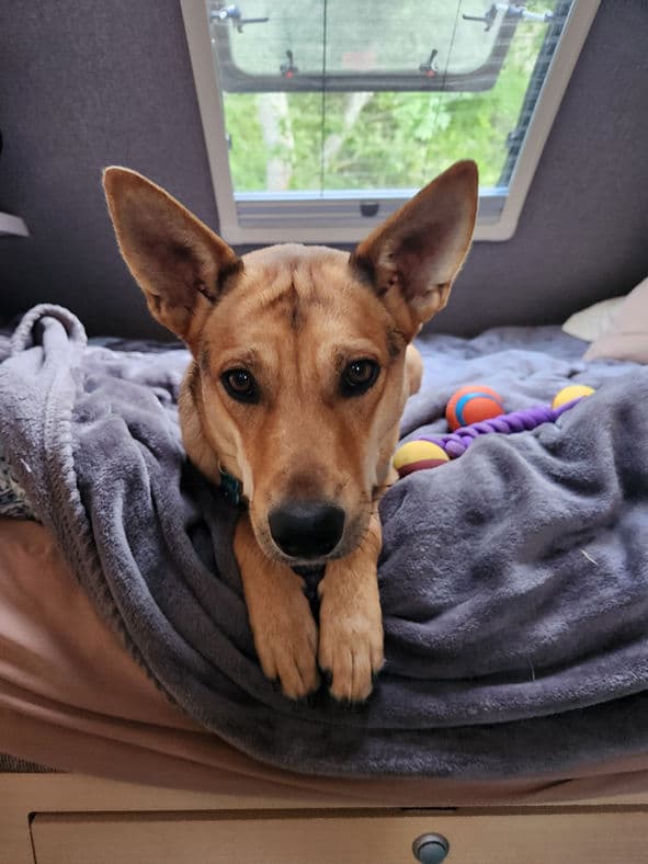 Opal - Shepherd X available for adoption at Pawsitive Match in Calgary