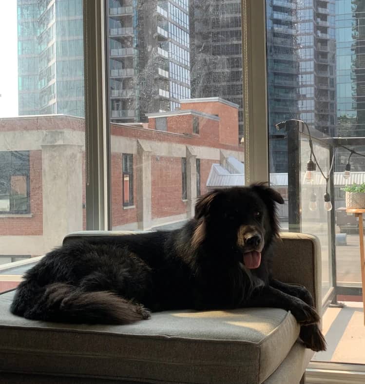 Roy Kent - Collie X available for adoption in Alberta