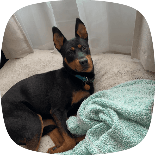 Edward - Australian Cattle Dog X available for adoption in Alberta