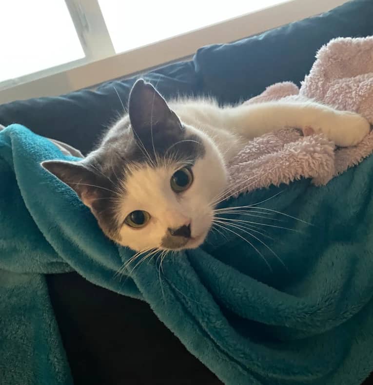 Pogo - Domestic Short Hair cat available for adoption at Pawsitive Match in Calgary