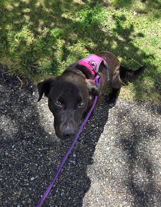 Giselle - Lab X available for adoption