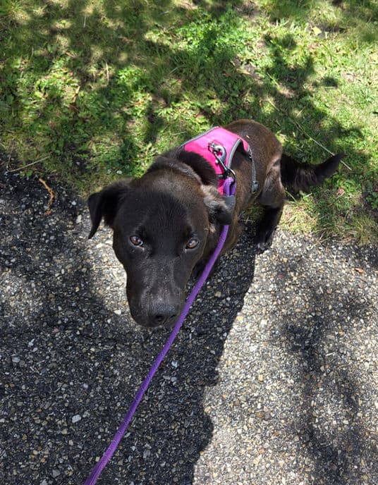 Giselle - Lab X available for adoption