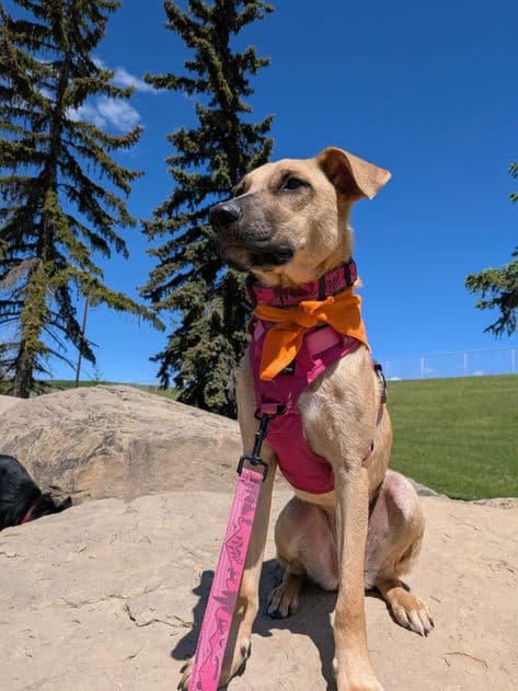 Kiara - Terrier X available for adoption