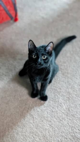 Hitchcock - Domestic Long Hair cat available for adoption at Pawsitive Match in Calgary