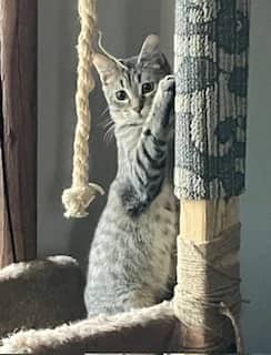Taz - Domestic Short Hair cat available for adoption at Pawsitive Match in Calgary