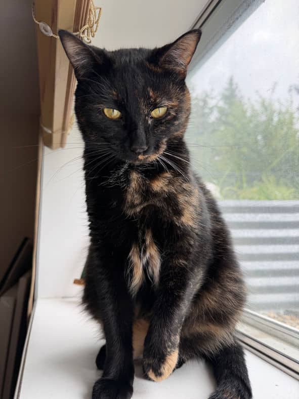 Phoebe - Domestic Short Hair cat available for adoption at Pawsitive Match in Calgary