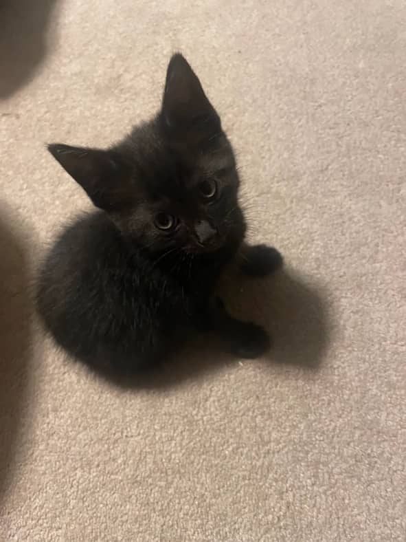 Soybean - Domestic Short Hair cat available for adoption at Pawsitive Match in Calgary