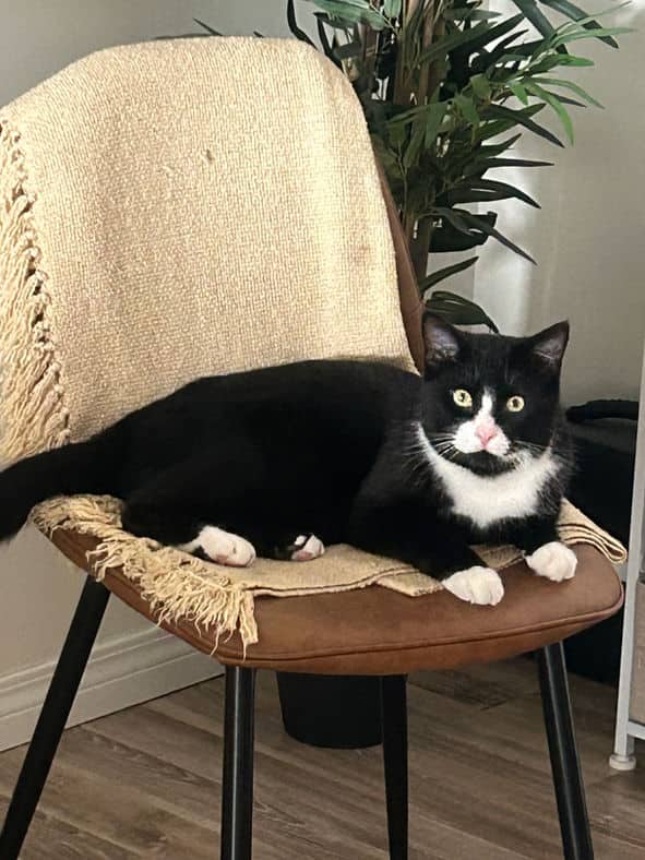 Eggnog - Domestic Short Hair cat available for adoption at Pawsitive Match in Calgary