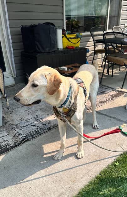 Clyde - Labrador Retriever available for adoption in Alberta