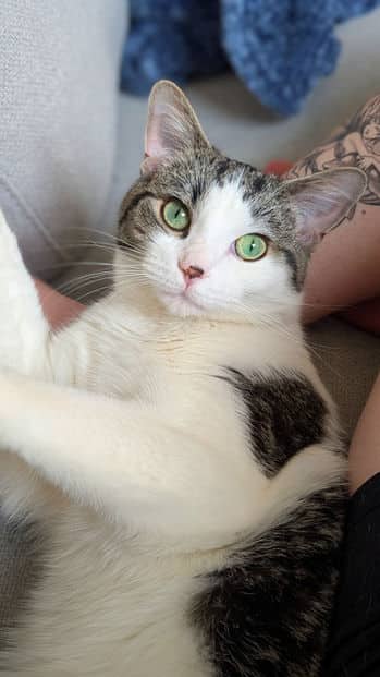 Scout - Domestic Short Hair cat available for adoption at Pawsitive Match in Calgary
