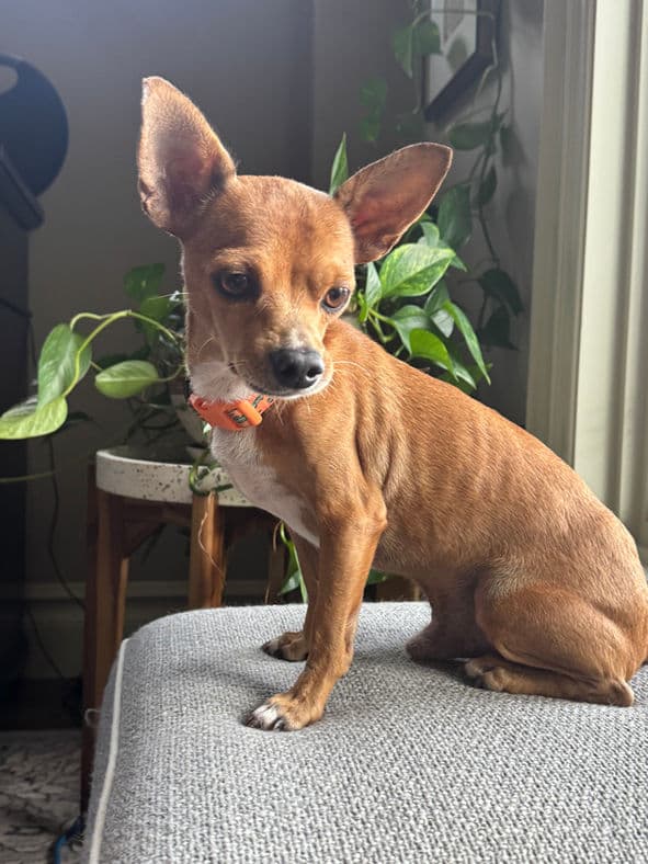 Toto - Chihuahua X available for adoption at Pawsitive Match in Calgary