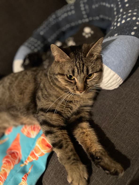 Octavia - Domestic Shorthair cat available for adoption at Pawsitive Match in Calgary