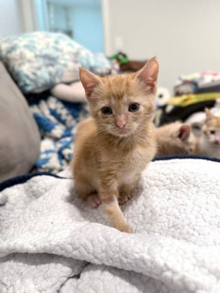 Strawberry - Domestic Short Hair available for adoption