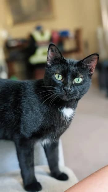 Betty - Domestic Short Hair cat available for adoption at Pawsitive Match in Calgary