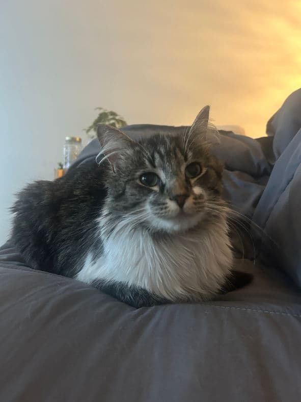 Carl - Domestic Medium Hair cat available for adoption in Calgary