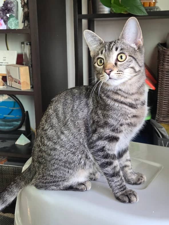Holt - Domestic Short Hair cat available for adoption at Pawsitive Match in Calgary