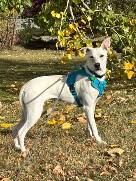 Okra - Terrier X available for adoption in Alberta