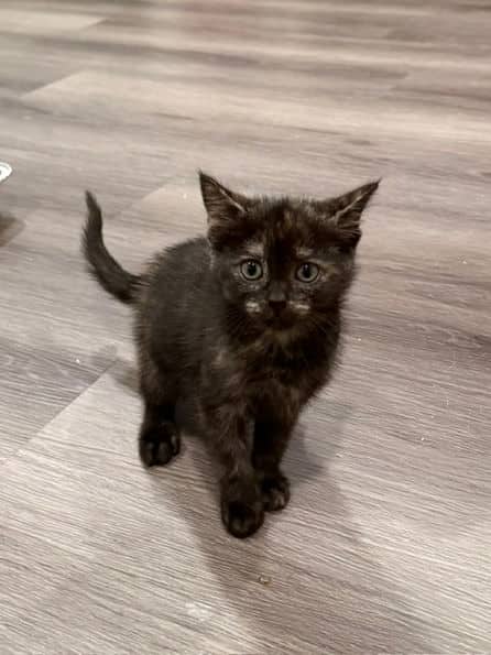 Tiger Tail - Domestic Short Hair available for adoption
