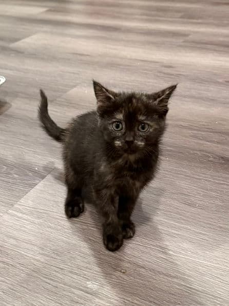 Tiger Tail - Domestic Short Hair available for adoption