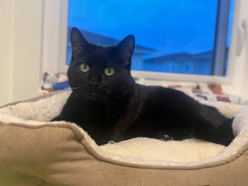 Emma - Domestic Short Hair cat available for adoption at Pawsitive Match in Calgary
