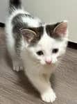 Eviction - Domestic Short Hair cat available for adoption at Pawsitive Match in Calgary