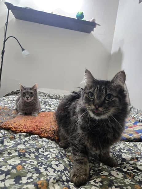 Walnut - Domestic Short Hair cat available for adoption at Pawsitive Match in Calgary