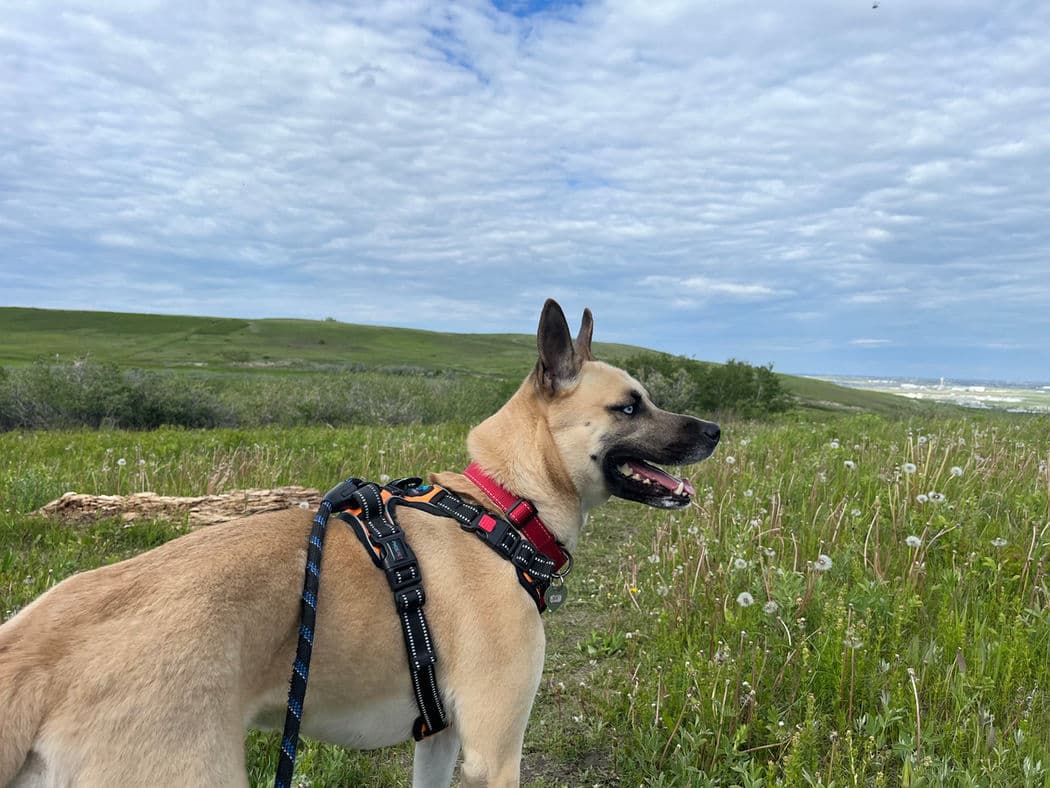 Elsa - Shepherd X available for adoption in Calgary