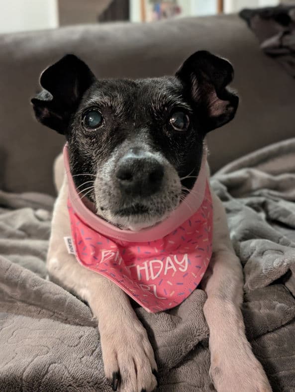 Yuki - Terrier X available for adoption at Pawsitive Match in Calgary
