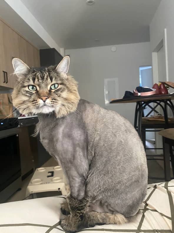 Margaux - Domestic Long Hair cat available for adoption at Pawsitive Match in Calgary