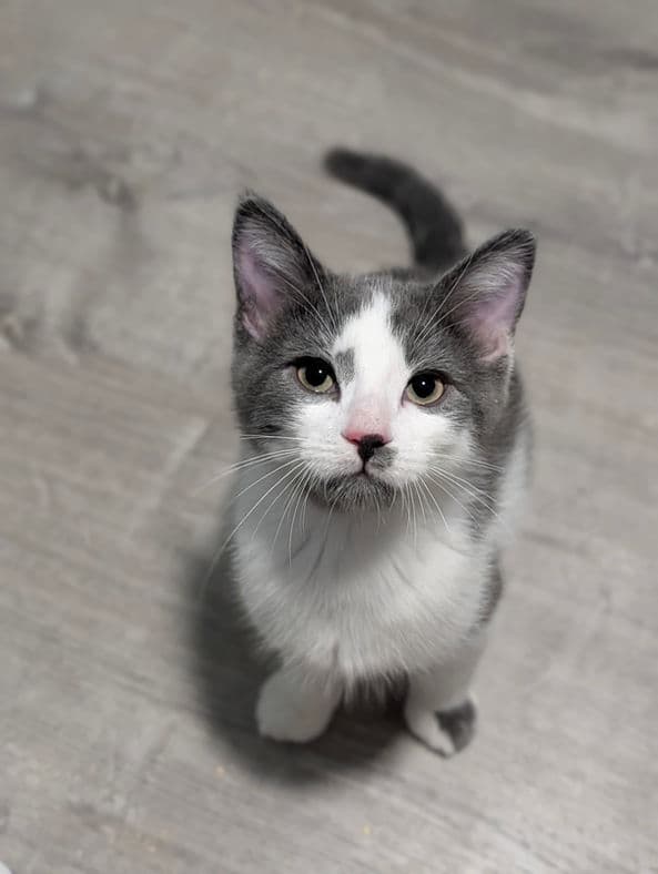 Truffle - Domestic Short Hair cat available for adoption at Pawsitive Match in Calgary