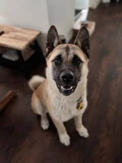 Saffy - Akita X available for adoption in Alberta