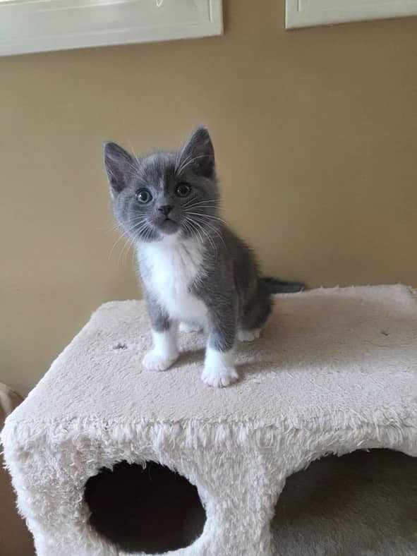 Mick - Domestic Short Hair cat available for adoption at Pawsitive Match in Calgary