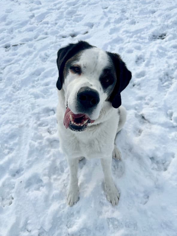Zeus - St Bernard X available for adoption at Pawsitive Match in Calgary