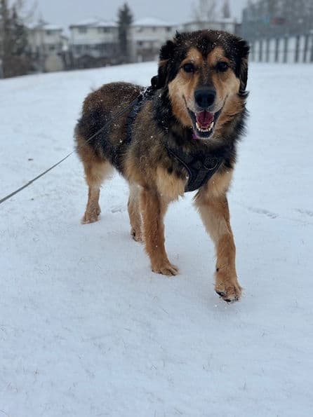 Tessa - Shepherd X available for adoption at Pawsitive Match in Calgary