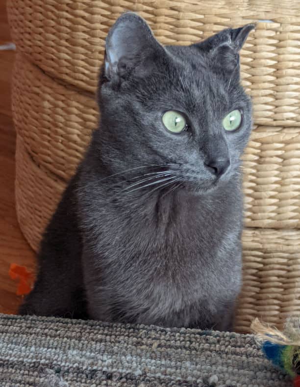 Weaver - Domestic Short Hair available for adoption