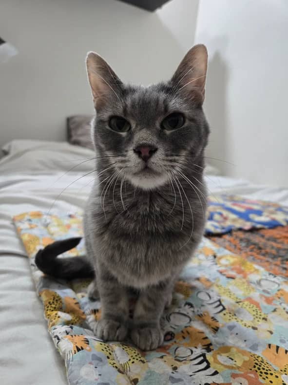 Primrose - Domestic Short Hair cat available for adoption at Pawsitive Match in Calgary