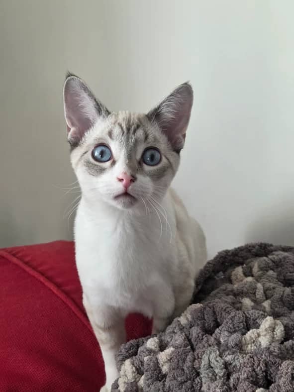 Sculy - Domestic Short Hair cat available for adoption at Pawsitive Match in Calgary