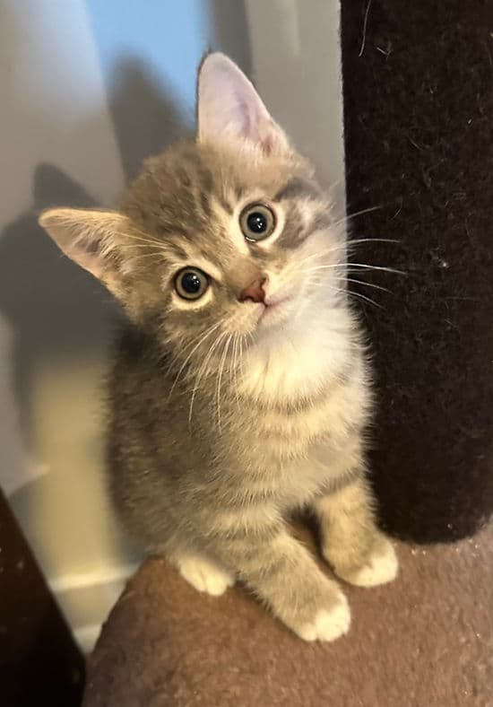 Miyo - Domestic Short Hair cat available for adoption at Pawsitive Match in Calgary